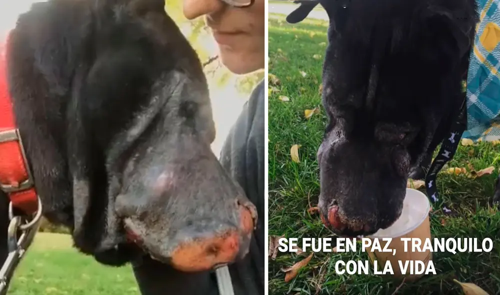 La encargada de un albergue tuvo que despedirse del indefenso animal que rescató de la calle; por ello, hizo que su último día fuera inolvidable. Foto: captura de YouTube