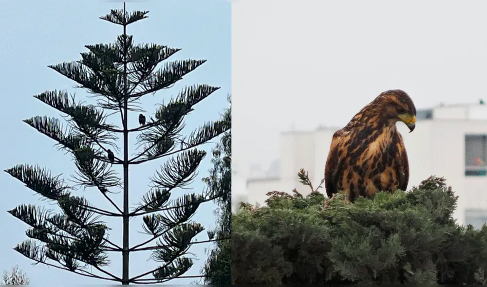 Municipalidad ya se ha comunicado con Serfor. Foto: Municipalidad de Miraflores Municipalidad ya se ha comunicado con Serfor. Foto: Municipalidad de Miraflores