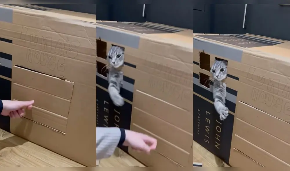 Esto ocurrió en un hogar ubicado en Madhubani, India. Foto: captura de YouTube Esto ocurrió en un hogar ubicado en Madhubani, India. Foto: captura de YouTube