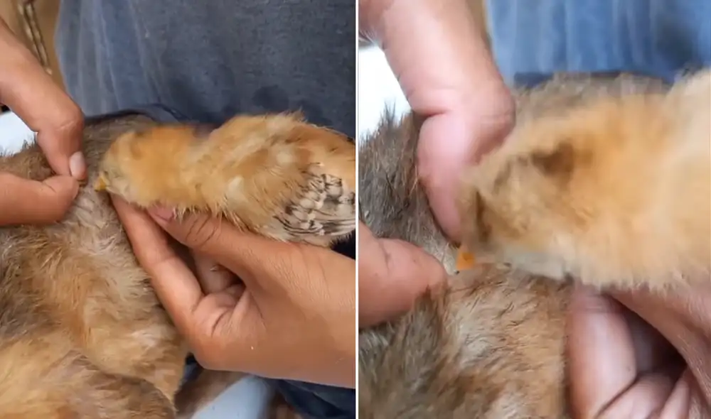 El singular clip fue compartido en todas las redes y los usuarios no dudaron en elogiar la iniciativa del dueño de ambas mascotas. Foto: captura de Facebook