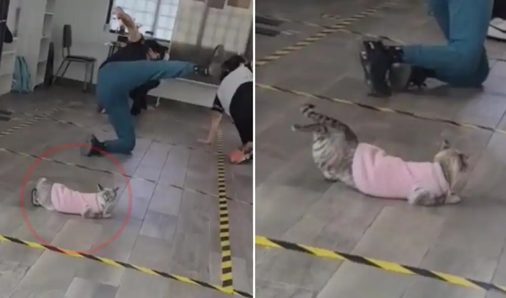 La gatita se viralizó de inmediato en redes y su clip logró obtener más de 1,2 millones de reproducciones en poco tiempo. Foto: captura de TikTok