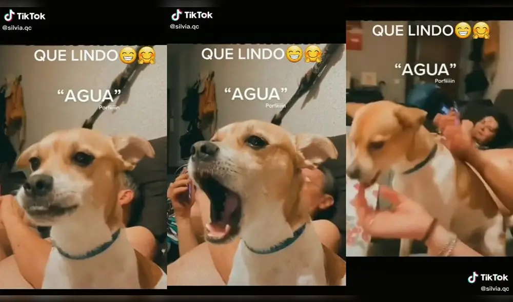 Los dueños de la mascota lo acariciaron después de escucharlo. Foto: captura de TikTok