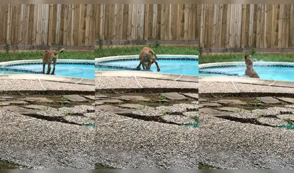 Esto ocurrió en un hogar ubicado en Houston, Texas, USA. Foto: captura de YouTube