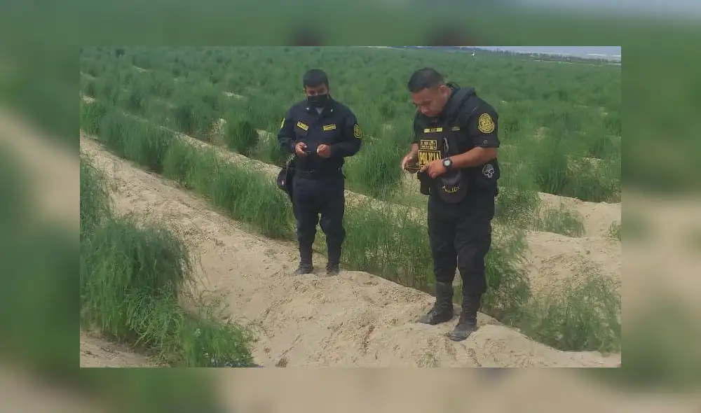 Cadáver de policía fue encontrado en medio de unas chacras, del sector Los Portales de Salaverry. Foto; Perú Sin Fronteras