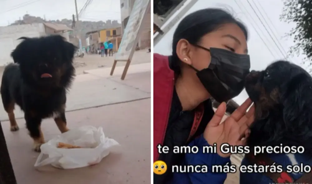 El pequeño Guss encontró un hogar y una familia que lo adoptó y le otorgó cariño. Foto: captura de TikTok El pequeño Guss encontró un hogar y una familia que lo adoptó y le otorgó cariño. Foto: captura de TikTok