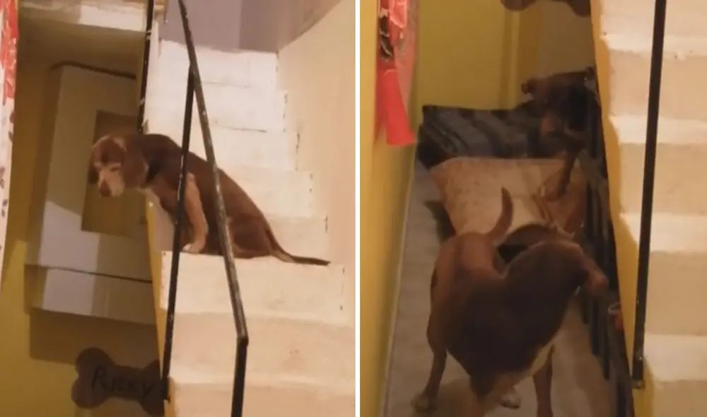 El peculiar incidente no pasó más allá de un susto y la escena se volvió viral en redes sociales. Foto: captura de TikTok El peculiar incidente no pasó más allá de un susto y la escena se volvió viral en redes sociales. Foto: captura de TikTok