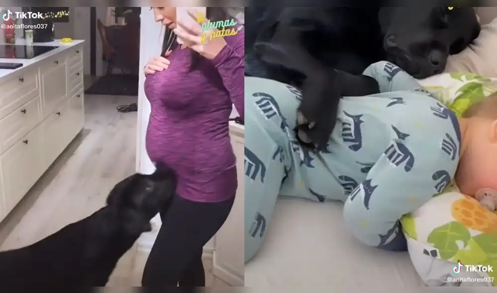 Elvis no dejó de estar al lado del nuevo miembro de la familia tras su nacimiento. Foto: captura de TikTok