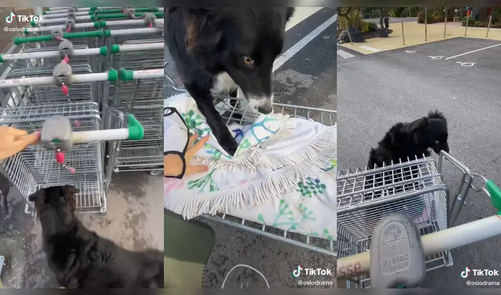 El cachorro quiso subirse antes, pero su dueña lo apartó. Foto: captura de TikTok