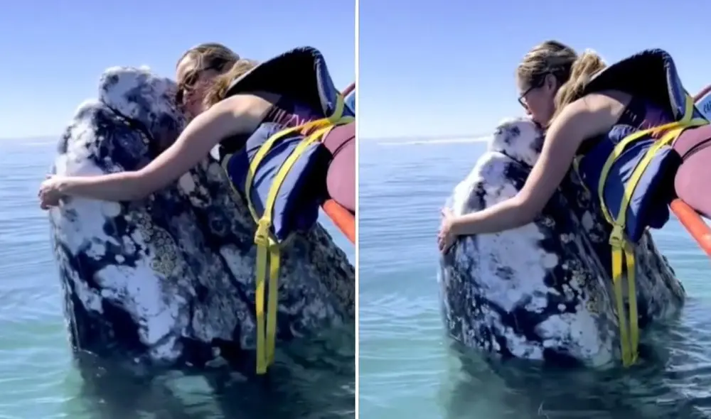 La viral escena protagonizada por la ballena sorprendió a miles de usuarios, quienes compartieron el clip en todas las redes sociales. Foto: captura de TikTok