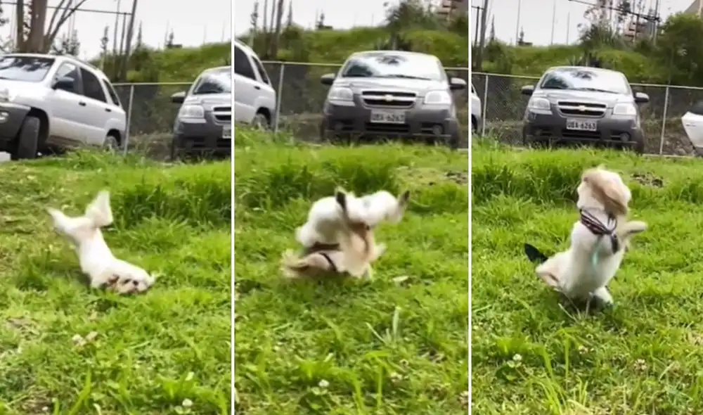 Algunos usuarios mostraron su preocupación por la pequeña mascota que dio vuelta en el aire tras sufrir una caída. Foto: captura de TikTok Algunos usuarios mostraron su preocupación por la pequeña mascota que dio vuelta en el aire tras sufrir una caída. Foto: captura de TikTok