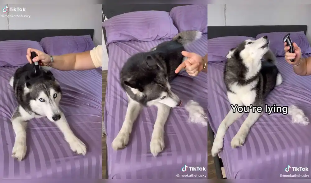 El joven engañó con el pelaje falso que tenía. Foto: captura de TikTok El joven engañó con el pelaje falso que tenía. Foto: captura de TikTok