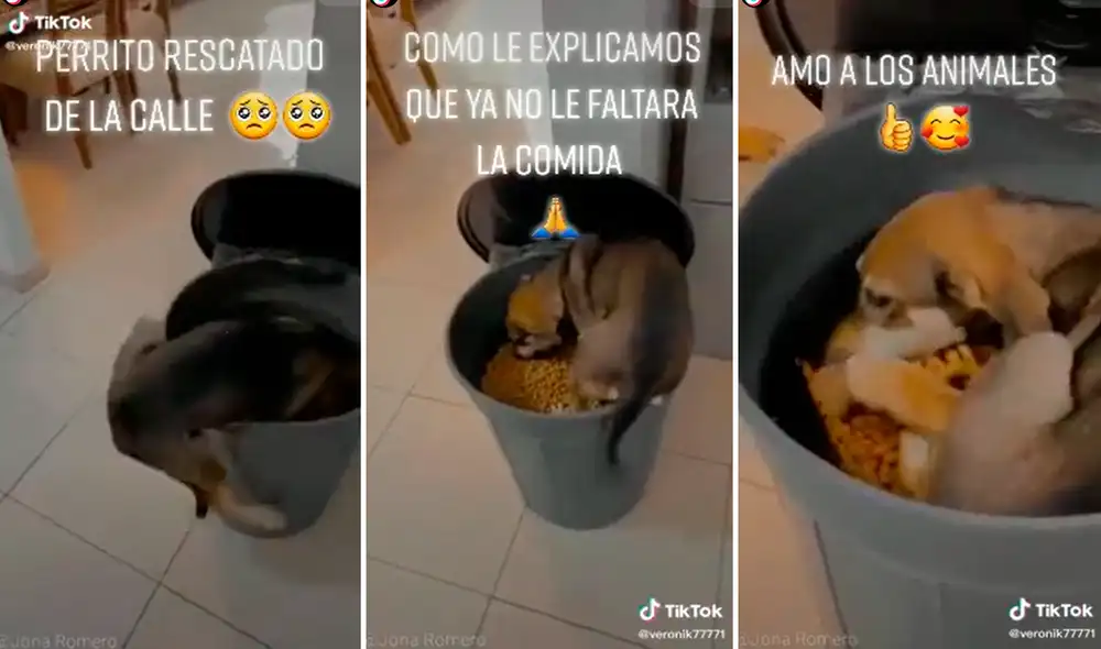 El perrito estaba tan emocionado de encontrar un balde lleno de comida que se lanzó y se acostó encima para disfrutarlo. Foto: captura de TikTok