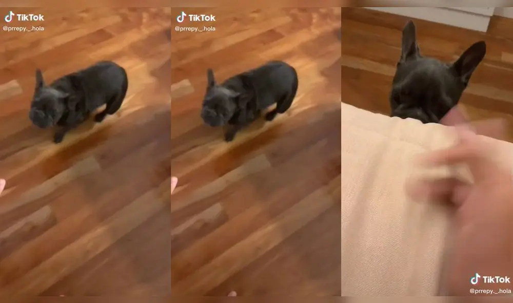 El cachorro persiguió a su dueña hasta su cuarto. Foto: captura de TikTok