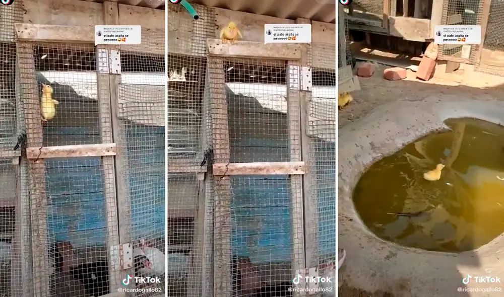 El patito no lo pensó dos veces para escapar de su recinto y darse un baño en su laguna. Foto: captura de TikTok.
