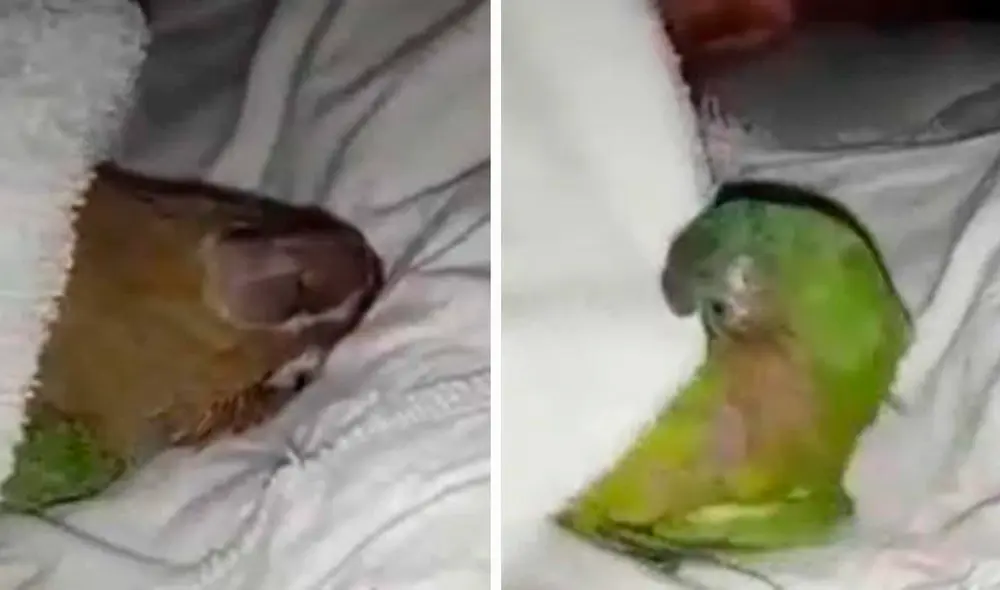 El perico jaló nuevamente con el pico la colcha para cubrirse y seguir durmiendo plácidamente en la cama de su amo. Foto: captura de TikTok
