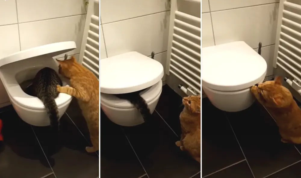 El minino fue rescatado por su dueño, quien pensó que su 'amigo' podía abrir la tapa del inodoro para ayudarlo. Foto: captura de TikTok