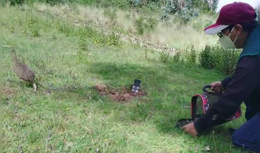 Animal se desplazó rápidamente hacia los arbustos, en busca de refugio. Foto: Serfor