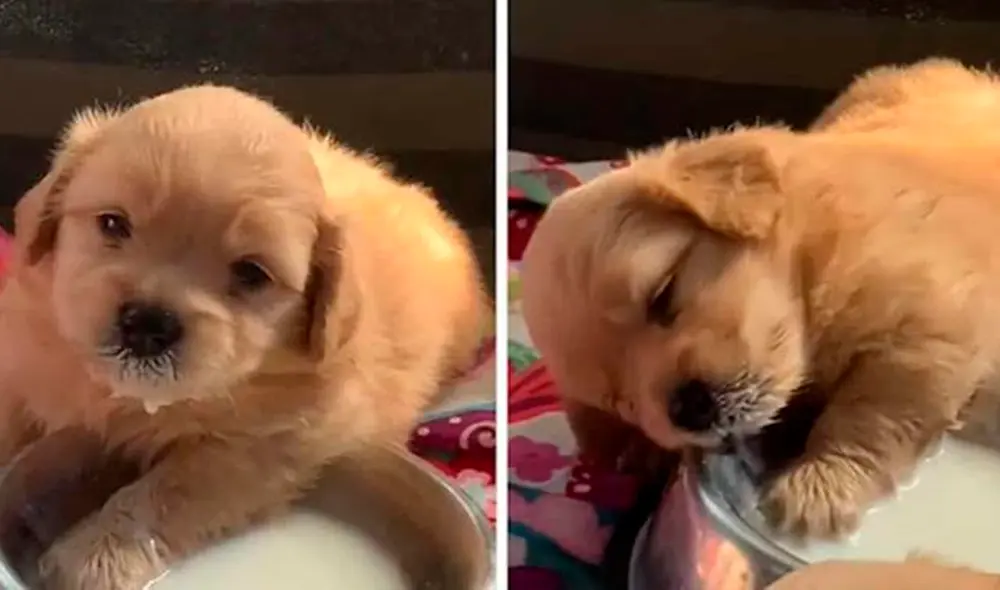 El video ha logrado más de 14 millones de reproducciones en redes sociales. Foto: captura de TikTok