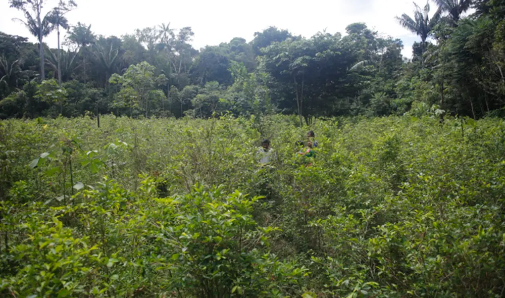 Cultivo de coca en Perú