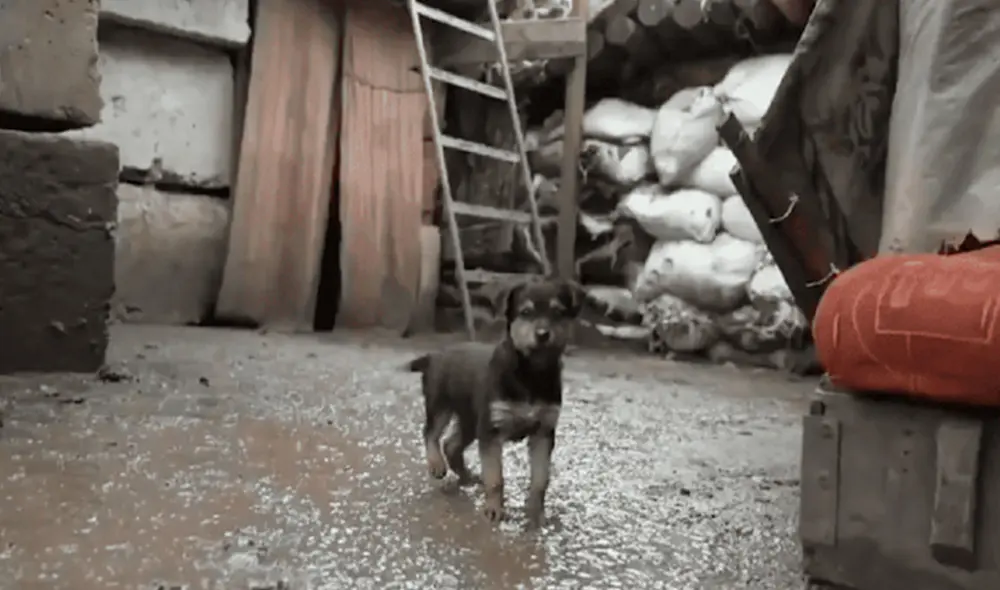 Pese a los problemas, el cachorro se ha mantenido al lado de los soldados que fueron desplegados por los territorios prorrusos de Lugansk y Donetsk. Foto: captura de YouTube Pese a los problemas, el cachorro se ha mantenido al lado de los soldados que fueron desplegados por los territorios prorrusos de Lugansk y Donetsk. Foto: captura de YouTube