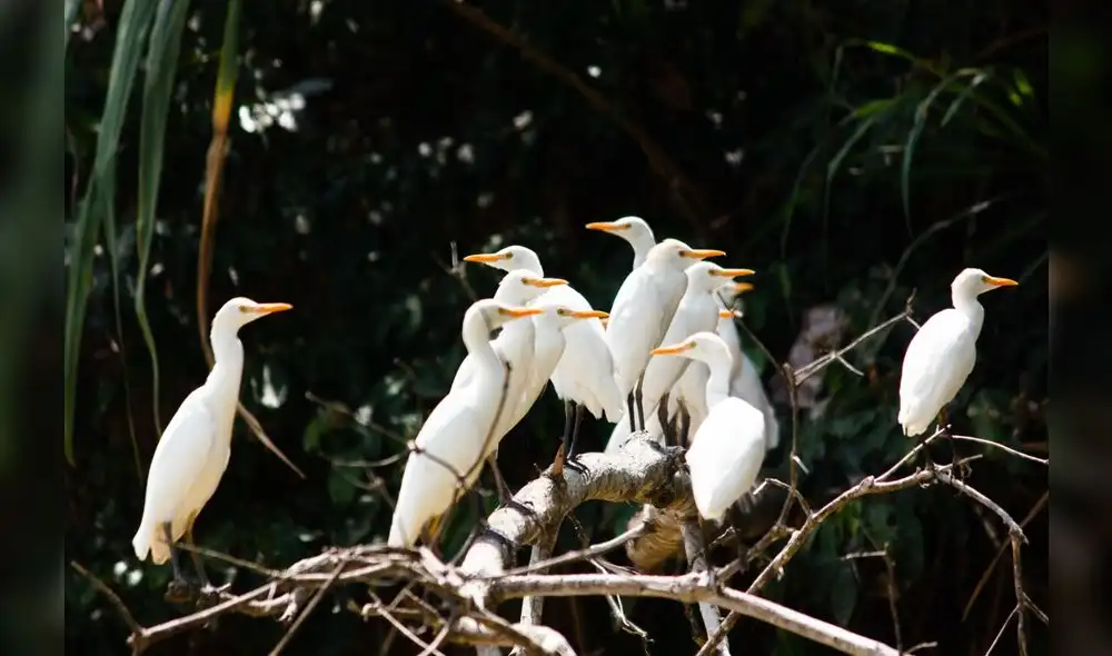 Gran parte de la vida terrestre, marina y de agua dulce se encuentra en América Latina. Foto: difusión Gran parte de la vida terrestre, marina y de agua dulce se encuentra en América Latina. Foto: difusión
