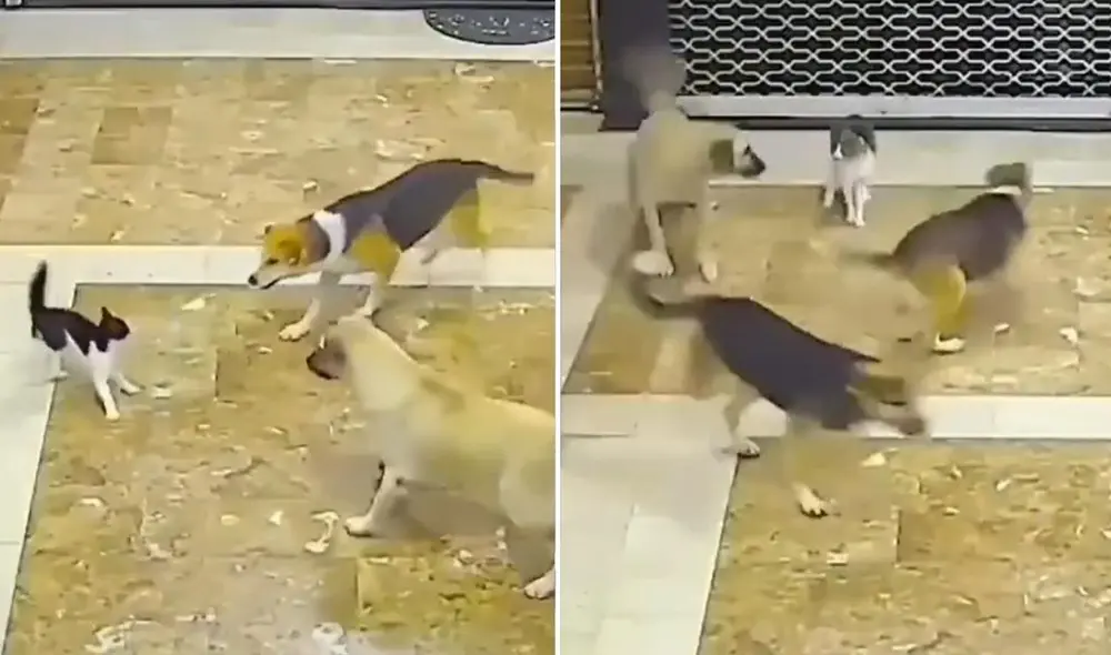 Los usuarios quedaron impresionados con la valertía del gato que fue a ayudar a su 'amigo' de los perros. Foto: captura de TikTok