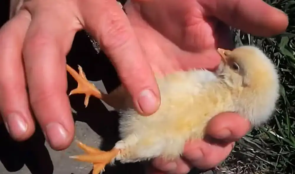 Una mujer acarició la barriga de su mascota, mientras le interpretaba una canción de cuna para que cerrara sus ojos. Foto: captura de Facebook