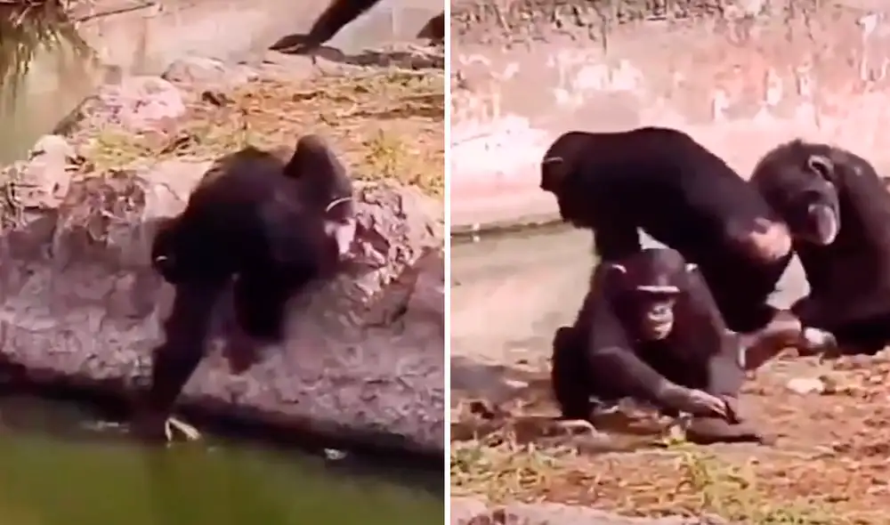 Pese a que la tortuga caminaba rápido para escapar, fue capturada por el chimpancé, quien solo quería jugar. Foto: captura de TikTok