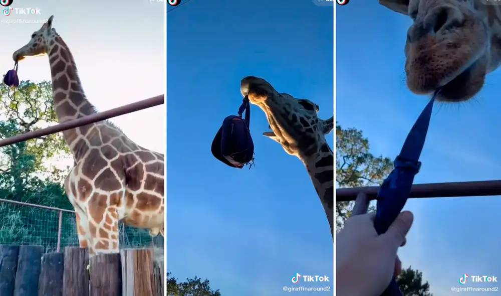 La historia de la jirafa ha logrado más de 109.000 visualizaciones en las redes sociales. Foto: captura de TikTok La historia de la jirafa ha logrado más de 109.000 visualizaciones en las redes sociales. Foto: captura de TikTok