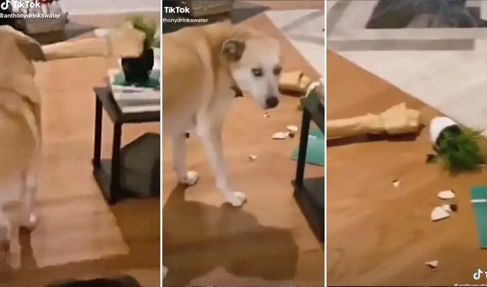 La escena se viralizó de inmediato en todas las redes y los usuarios reaccionaron al clip defendiendo al indefenso animal. Foto: captura de TikTok