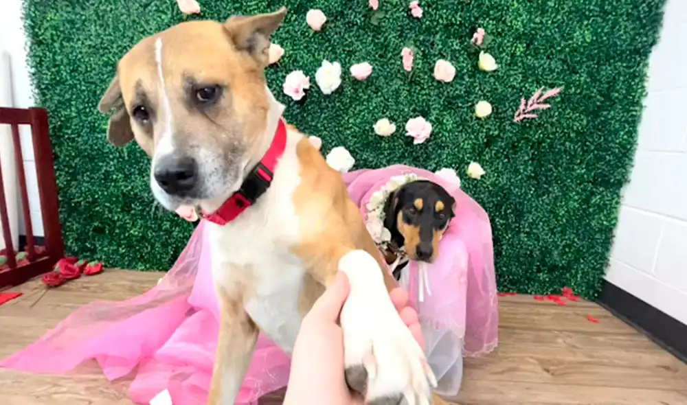 Los perritos fueron rescatados de una casa abandonada; sin embargo, los encargados del refugio descubrieron que estos iban a tener cachorros. Foto: Gateway Pet Guardians