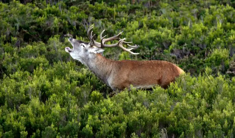La conservación de la vida animal y vegetal es importante para el planeta. Foto: EFE