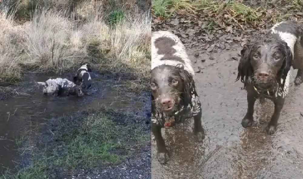El video que muestra a los perritos divirtiéndose en el lodo tiene más de un millón de visualizaciones. Foto: captura de TikTok