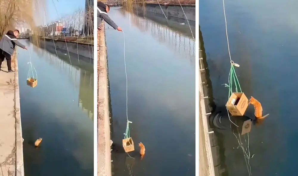Un hombre detuvo su caminata para ayudar a un indefenso felino que no paraba de maullar a causa del susto. Foto: captura de YouTube Un hombre detuvo su caminata para ayudar a un indefenso felino que no paraba de maullar a causa del susto. Foto: captura de YouTube