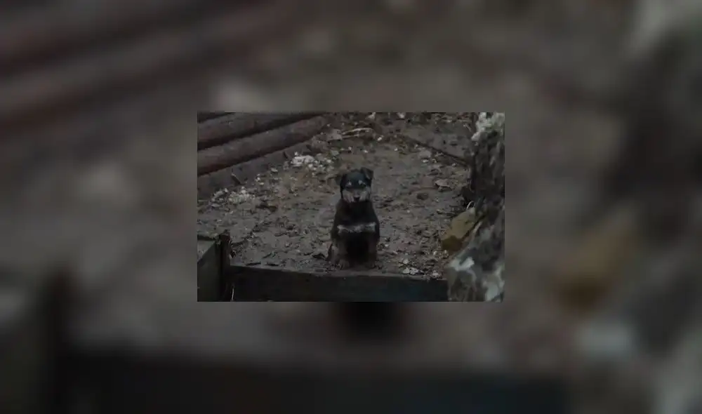 'Rambo' es el apodo que le pusieron los soldados ucranianos que lo adoptaron. Foto: captura de vídeo / Youtube.