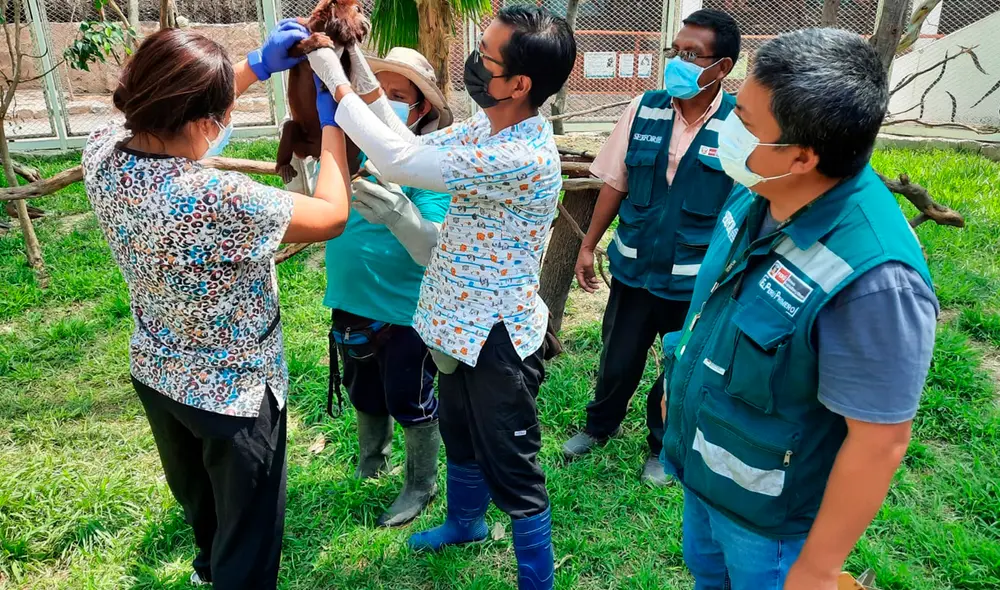 Los centros de cría desempeñan un rol importante en el rescate de la fauna silvestre amenazada. Foto: Serfor