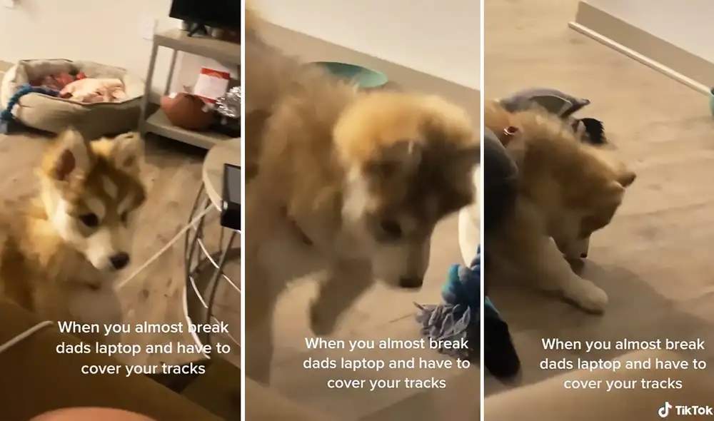La escena sumó alrededor de 3 millones de reproducciones. Foto: captura de TikTok La escena sumó alrededor de 3 millones de reproducciones. Foto: captura de TikTok