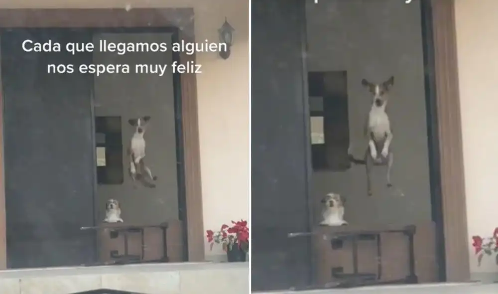 La enternecedora escena fue compartida en diferentes redes sociales por los usuarios, quienes dejaron sus comentarios en el clip. Foto: captura de TikTok
