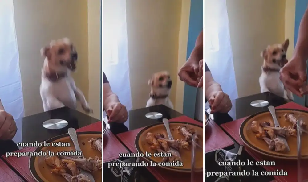 Miles de usuarios quedaron cautivados con la conducta del pequeño can. Foto: captura de TikTok Miles de usuarios quedaron cautivados con la conducta del pequeño can. Foto: captura de TikTok