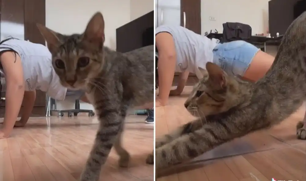 Miles de usuarios quedaron impactados al ver la conducta de este travieso gatito. Foto: captura de TikTok