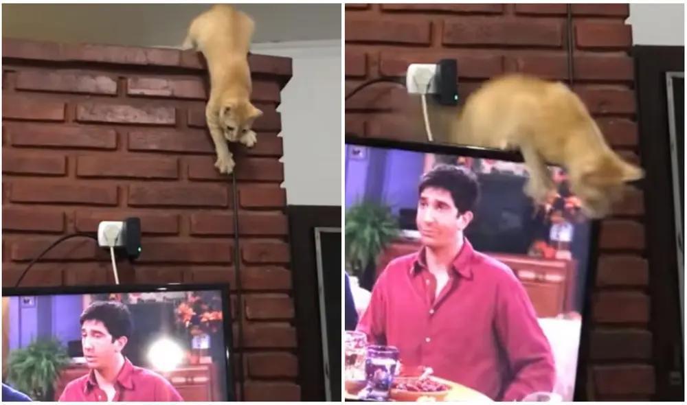 Travieso gatito destruye el televisor de su dueña mientras ella miraba Friends. Foto: captura de TikTok. Travieso gatito destruye el televisor de su dueña mientras ella miraba Friends. Foto: captura de TikTok.