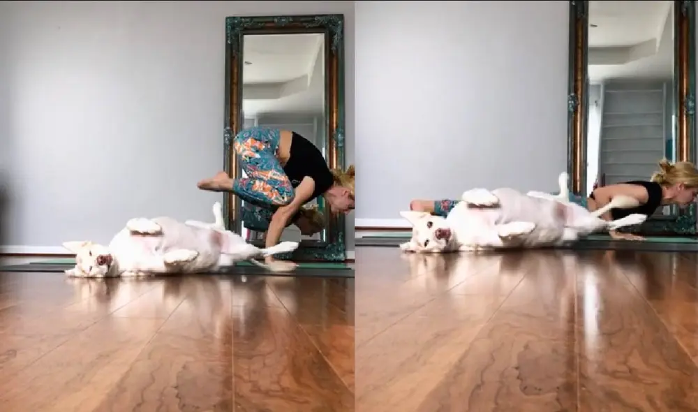 El can siguió durmiendo a pesar del ruido que realizaba su dueña al ejercitarse. Foto captura de TikTok