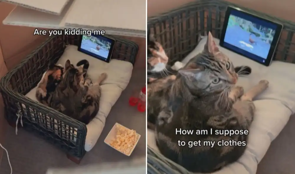 Miles de usuarios quedaron impactados con la conducta de este par de gatitos. Foto: captura de TikTok