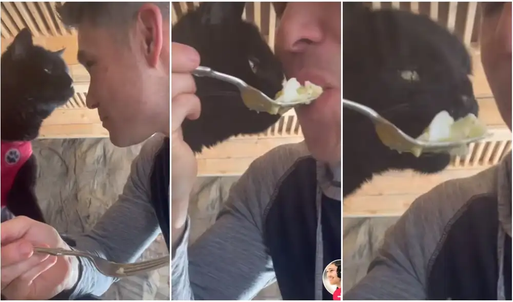 Astuto gatito distrae a su dueño para robar su comida en cuestión de segundos. Foto: captura de TikTok.