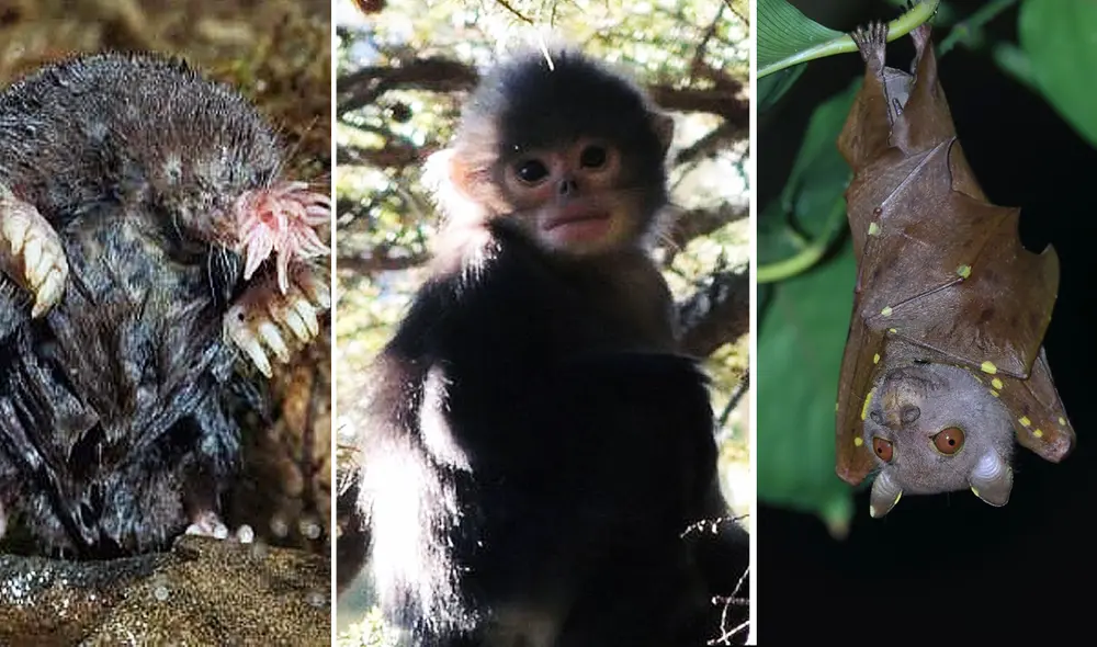 El topo de nariz estrellada, el mono sin nariz y el murciélago de nariz tubular son tres de los animales que son considerados raros. Foto: composición La República
