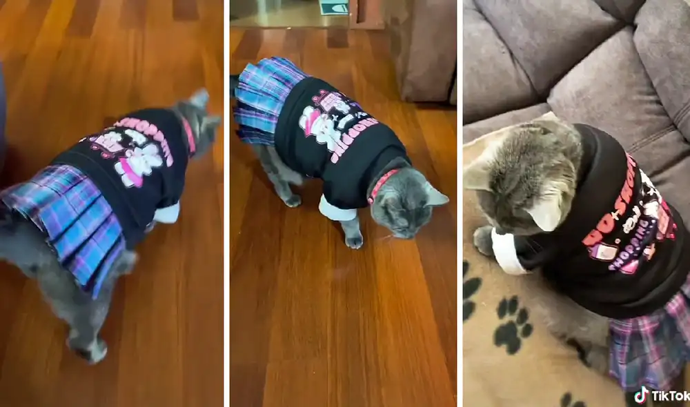 La escena consiguió más de 341.000 reproducciones en la red social. Foto: captura de TikTok