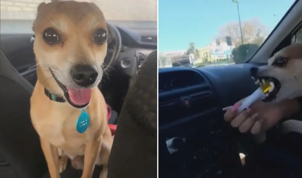 La curiosa reacción de este perrito se hizo viral en las redes sociales. Foto: captura de TikTok