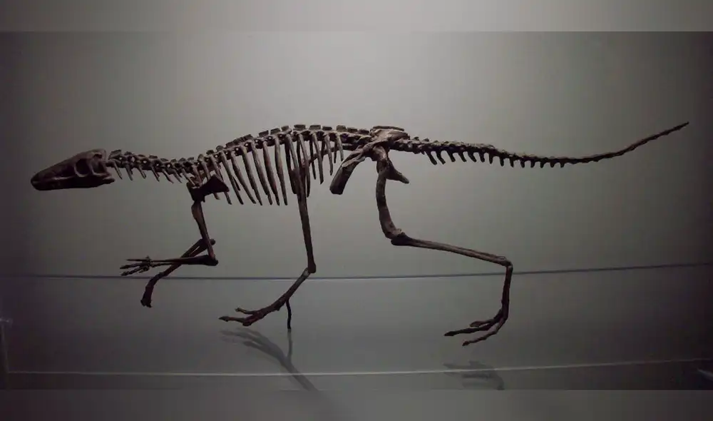 Esqueleto de un dinosauromorfo, clado del que descienden los dinosaurios. Foto: referencial / Wikimedia commons. Esqueleto de un dinosauromorfo, clado del que descienden los dinosaurios. Foto: referencial / Wikimedia commons.