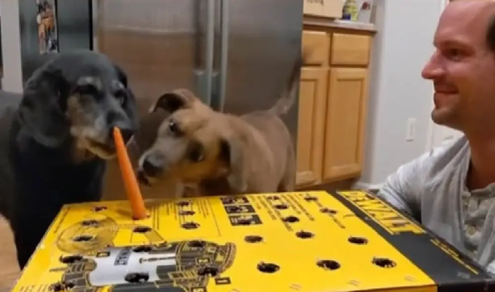 Los perritos se divirtieron hasta conseguir el premio que tenía el juguete que su dueño construyó para ellos. Foto: captura de TikTok