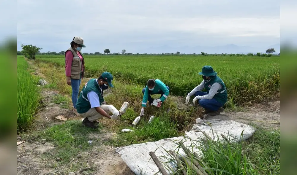 Envases de plaguicidas estaban en sembríos de Monte Seco y Sebastopol. Foto: Senasa